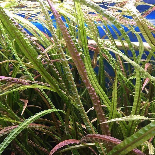 Криптокорина обратноспиральная (Cryptocoryne retrospiralis)