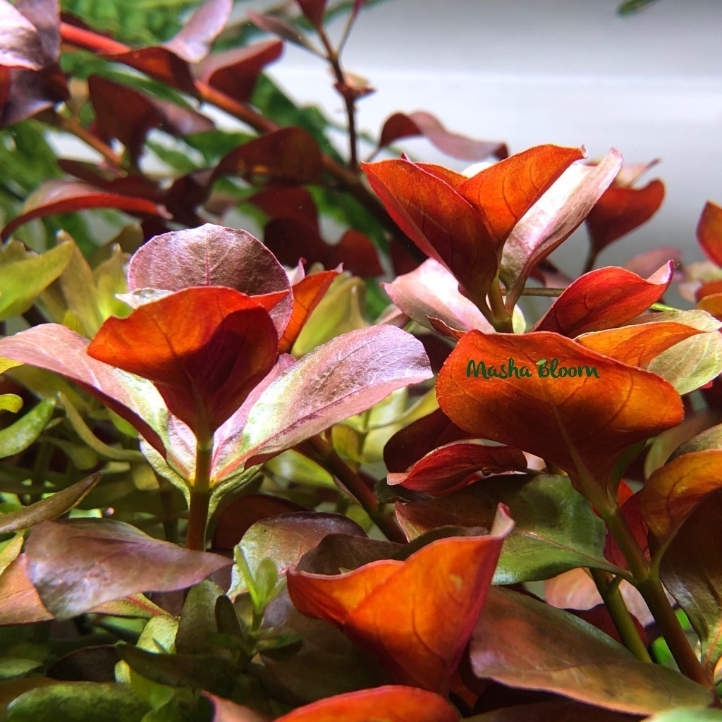 ЛЮДВИГИЯ БОЛОТНАЯ