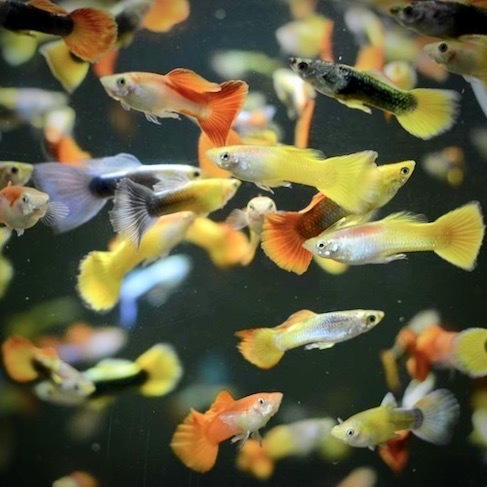 ГУППИ АССОРТИ (Poecilia reticulata)