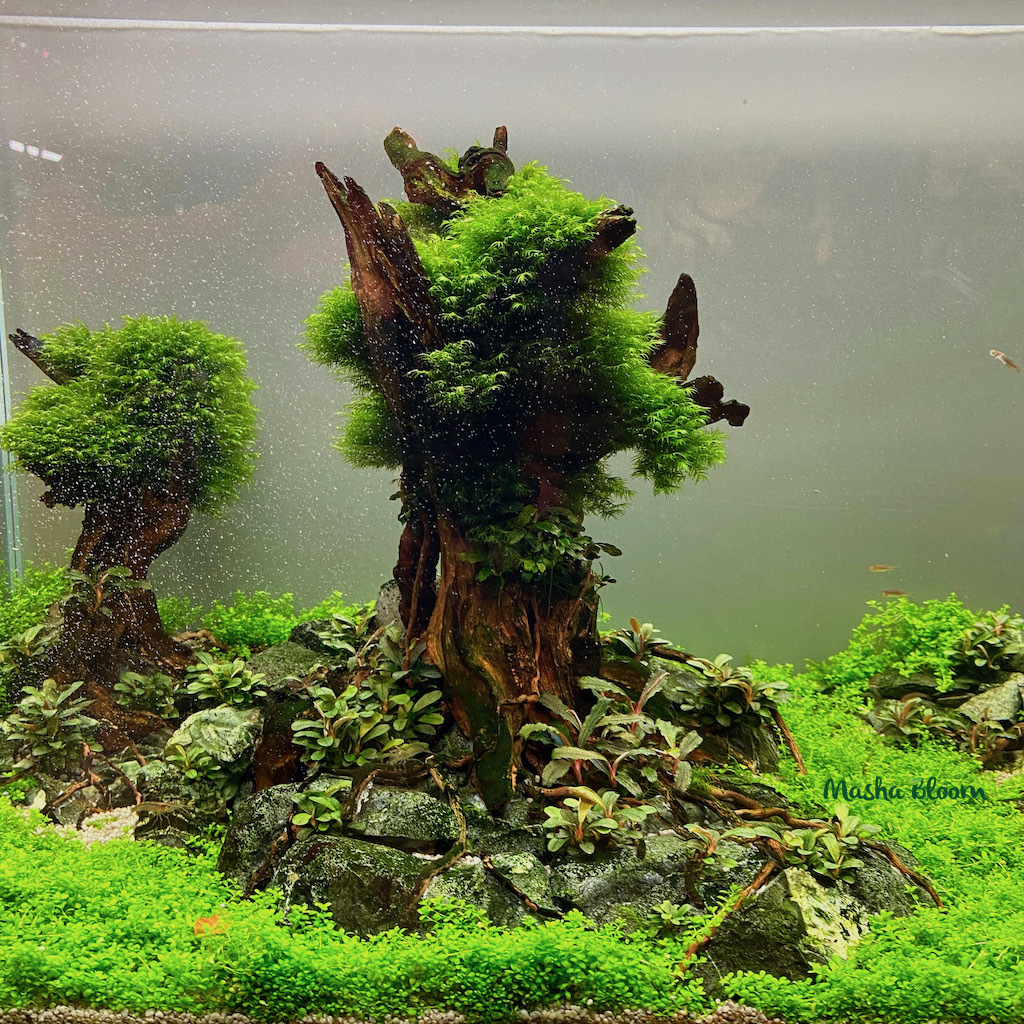 МОХ ФЕНИКС на лаве