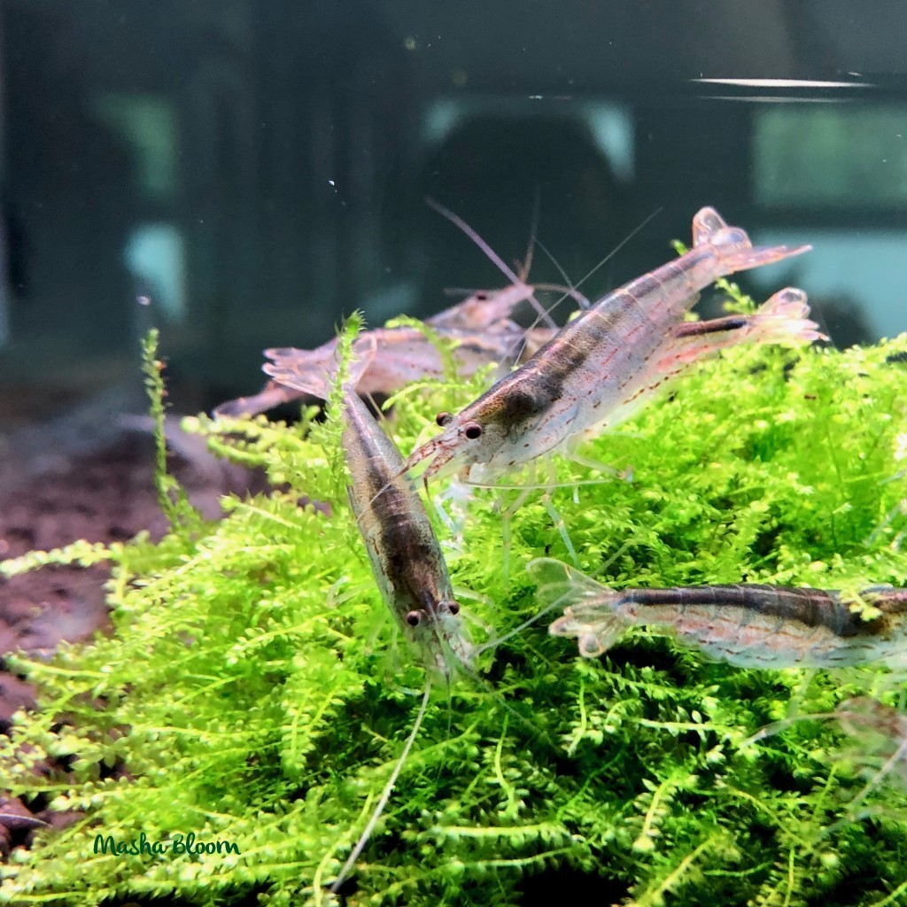 Креветка АМАНО (Caridina japonica)