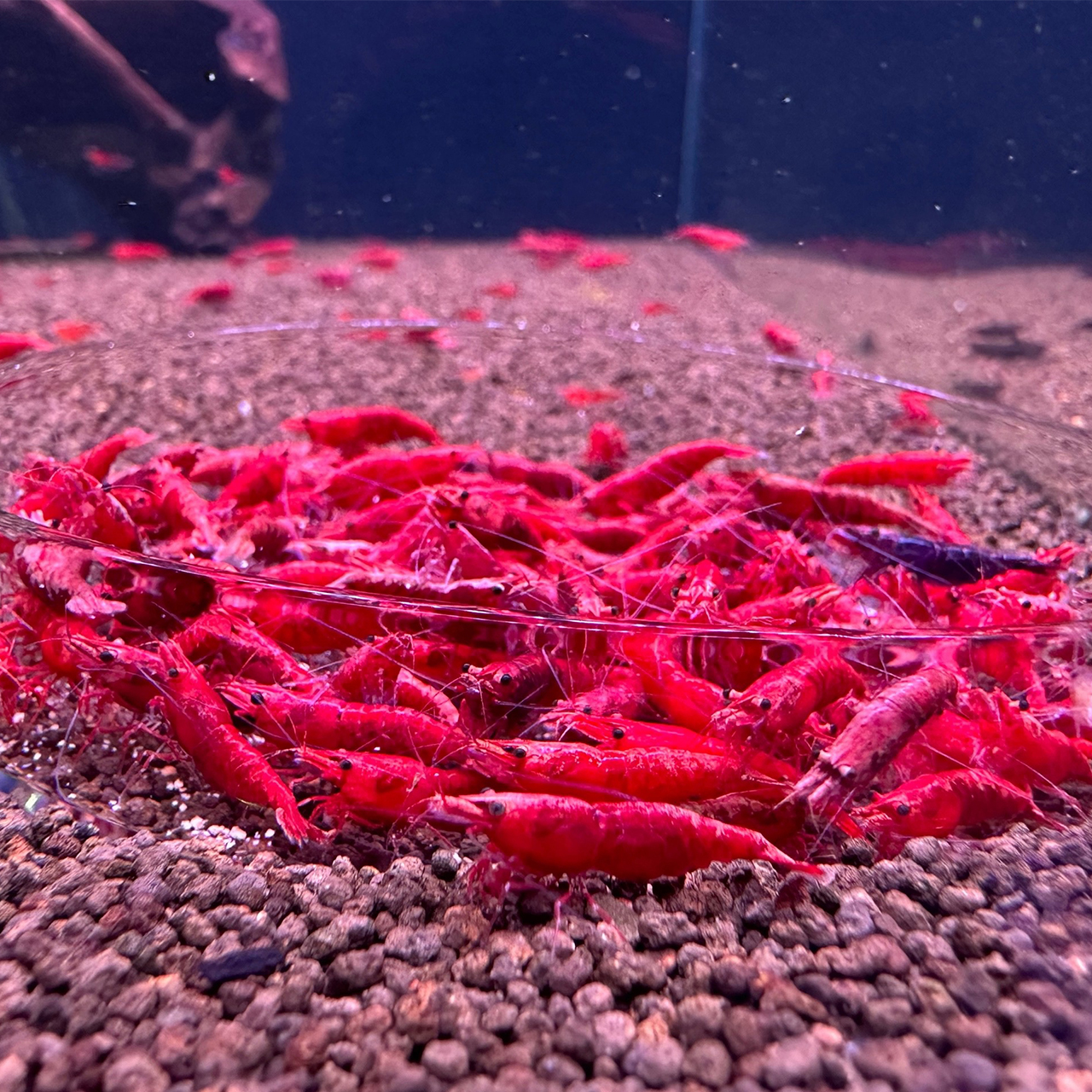 Креветка КРАСНЫЙ ОГОНЬ (Neocaridina Heteropoda var. Red Fire)