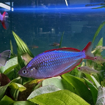 РАДУЖНИЦА НЕОНОВАЯ (Melanotaenia praecox)