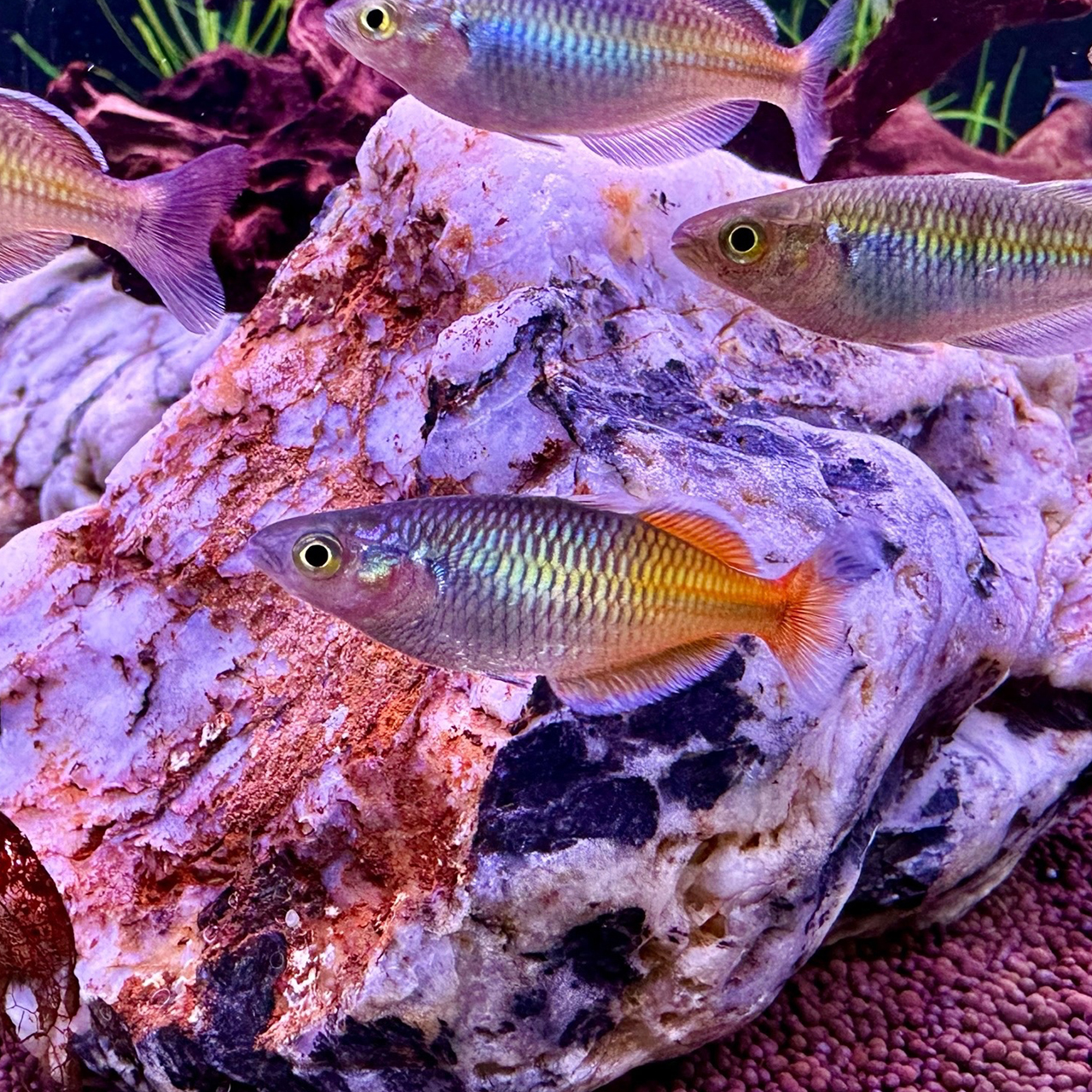 РАДУЖНИЦА БОЭСМАНА (Melanotaenia boesemani)