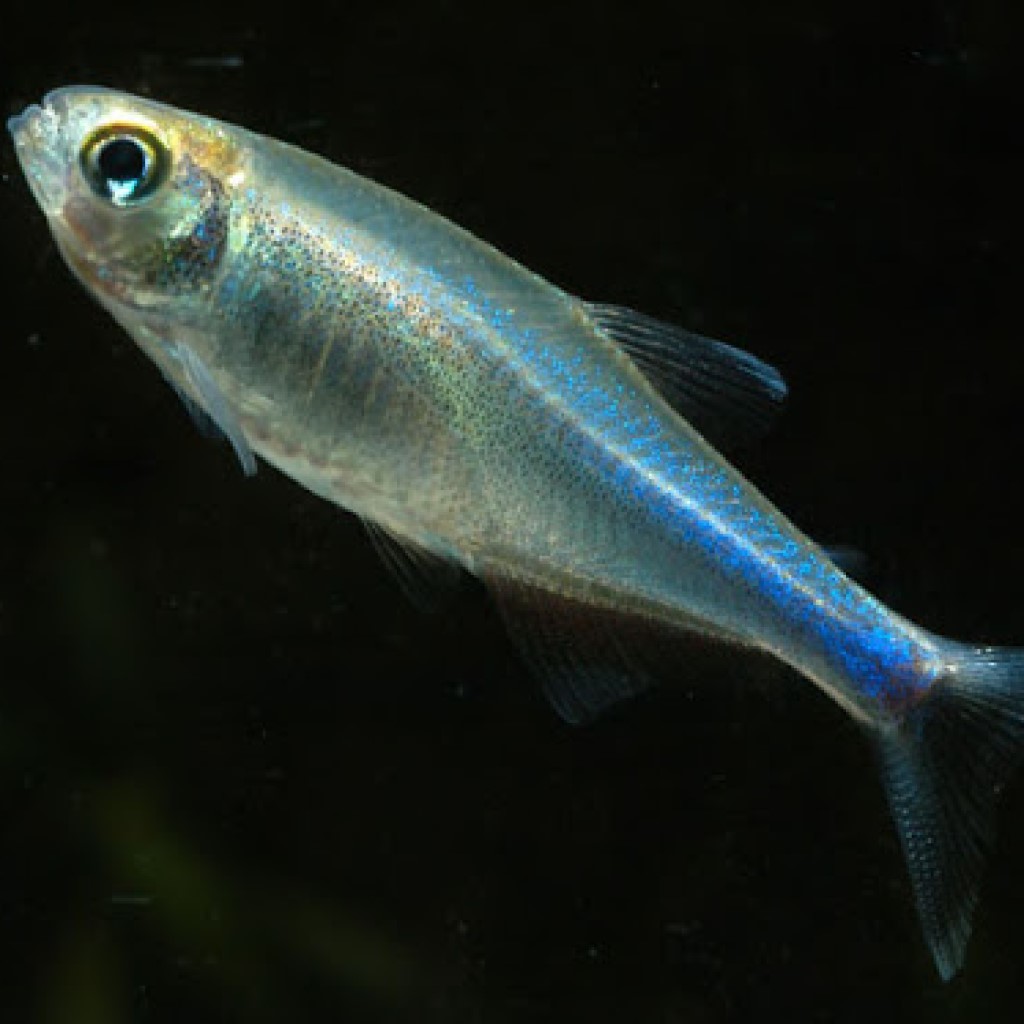 Тетра голубая / Боелка (Boehlkea fredcochui)