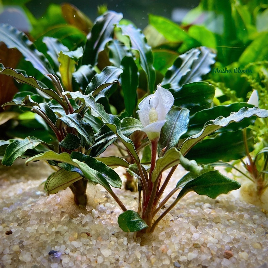 БУЦЕФАЛАНДРА ТЕМНО-ЗЕЛЕНАЯ ВОЛНИСТАЯ (dark green wavy)