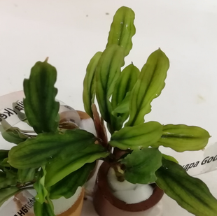 БУЦЕФАЛАНДРА КЕДАГАНГ ГРИН ЛОНГ (kedagang green long)