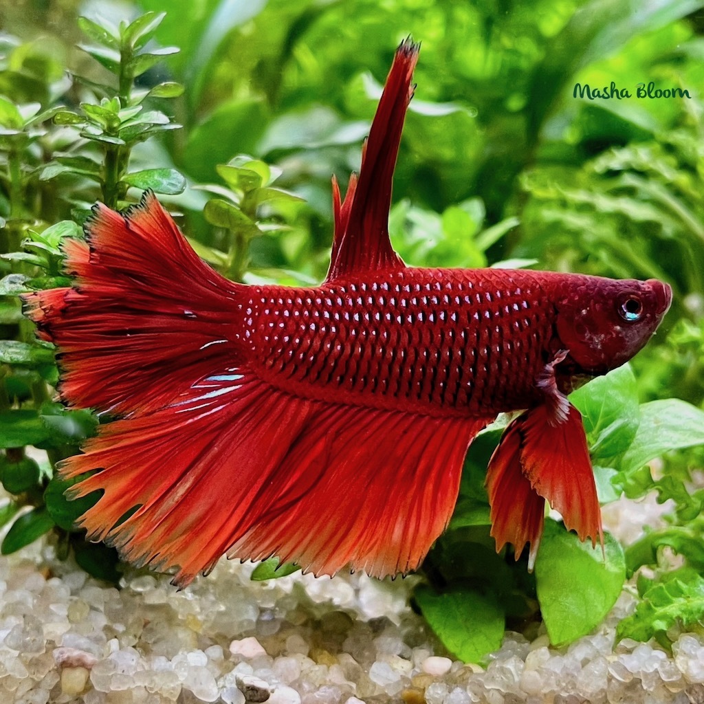 ПЕТУШОК АССОРТИ  самец  (Betta splendens)