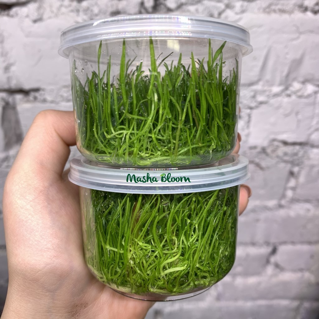 ЛИЛЕОПСИС НОВОЗЕЛАНДСКИЙ меристема