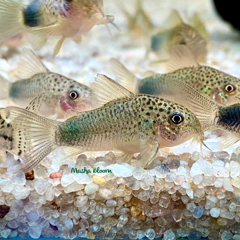КОРИДОРАС СИМИЛИС (Corydoras similis)