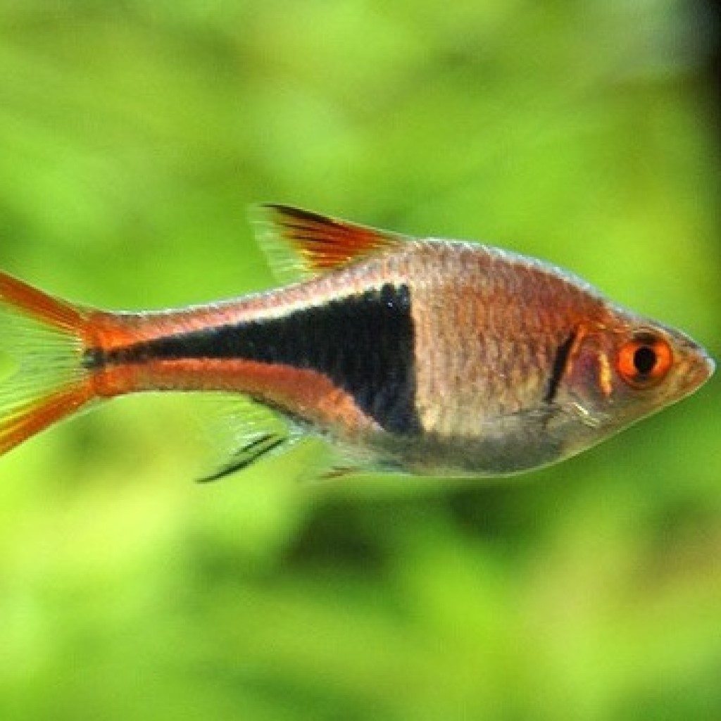 РАСБОРА ГЕТЕРОМОРФА (КЛИНОПЯТНИСТАЯ) (Rasbora heteromorpha)
