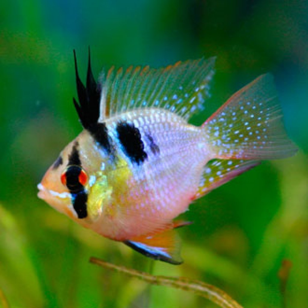 АПИСТОГРАММА РАМИРЕЗИ КОРОТКОТЕЛАЯ (Mikrogeophagus ramirezi)