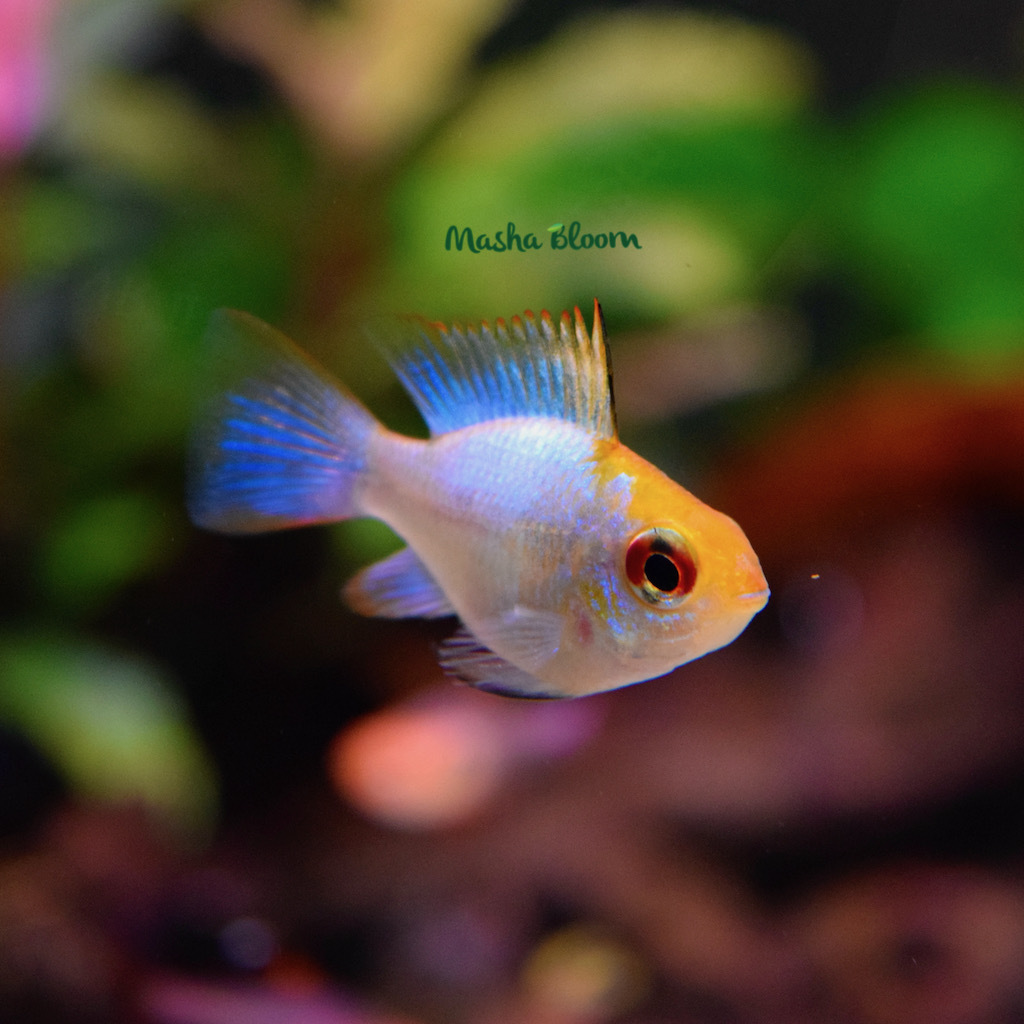 АПИСТОГРАММА РАМИРЕЗИ "ЭЛЕКТРИК БЛЮ" короткотелая (Mikrogeophagus ramirezi var «Electric Blue»)