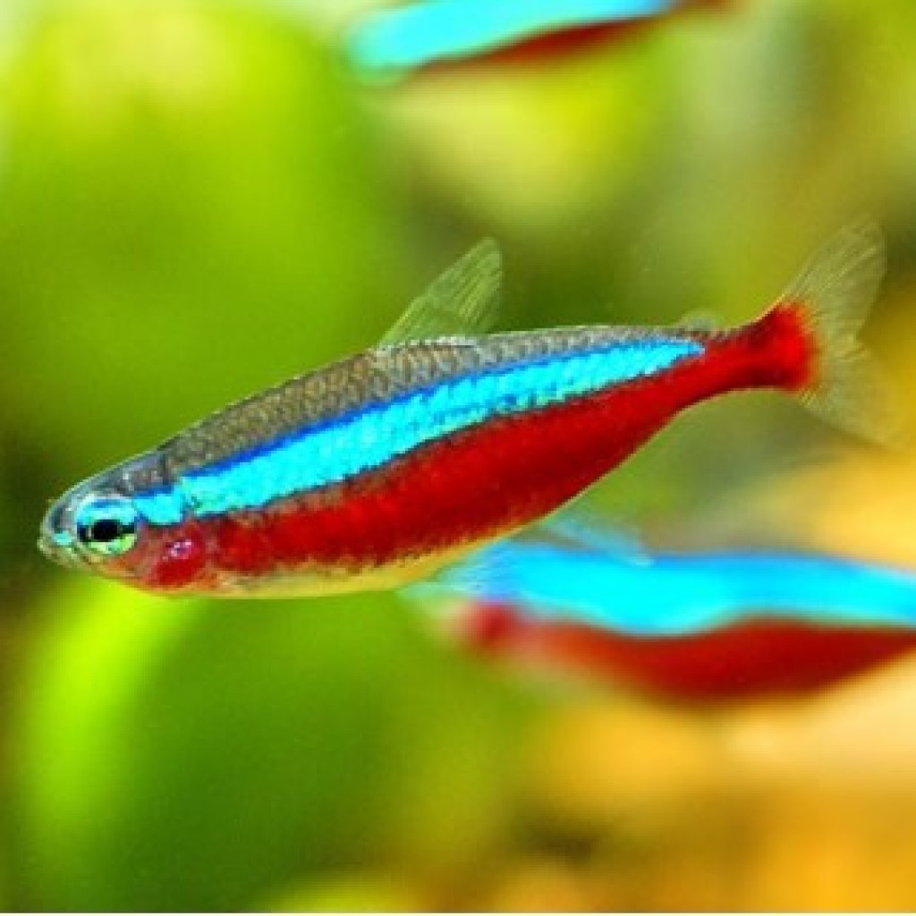 НЕОН КРАСНЫЙ (Paracheirodon axelrodi)