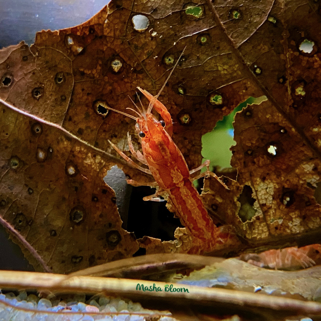 МЕКСИКАНСКИЙ КАРЛИКОВЫЙ РАК ОРАНЖЕВЫЙ (Cambarellus patzcuarensis var. Orange)
