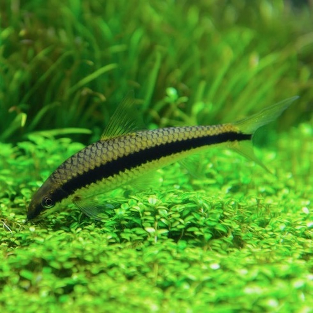 СИАМСКИЙ ВОДОРОСЛЕЕД (Crossocheilus oblongus)