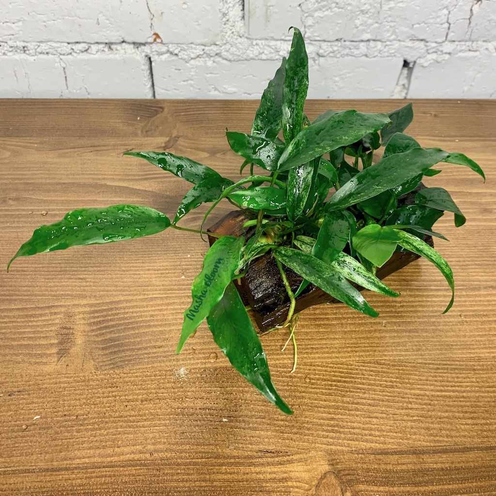 АНУБИАС НАНА И АНУБИАС МИНИМА на коряге