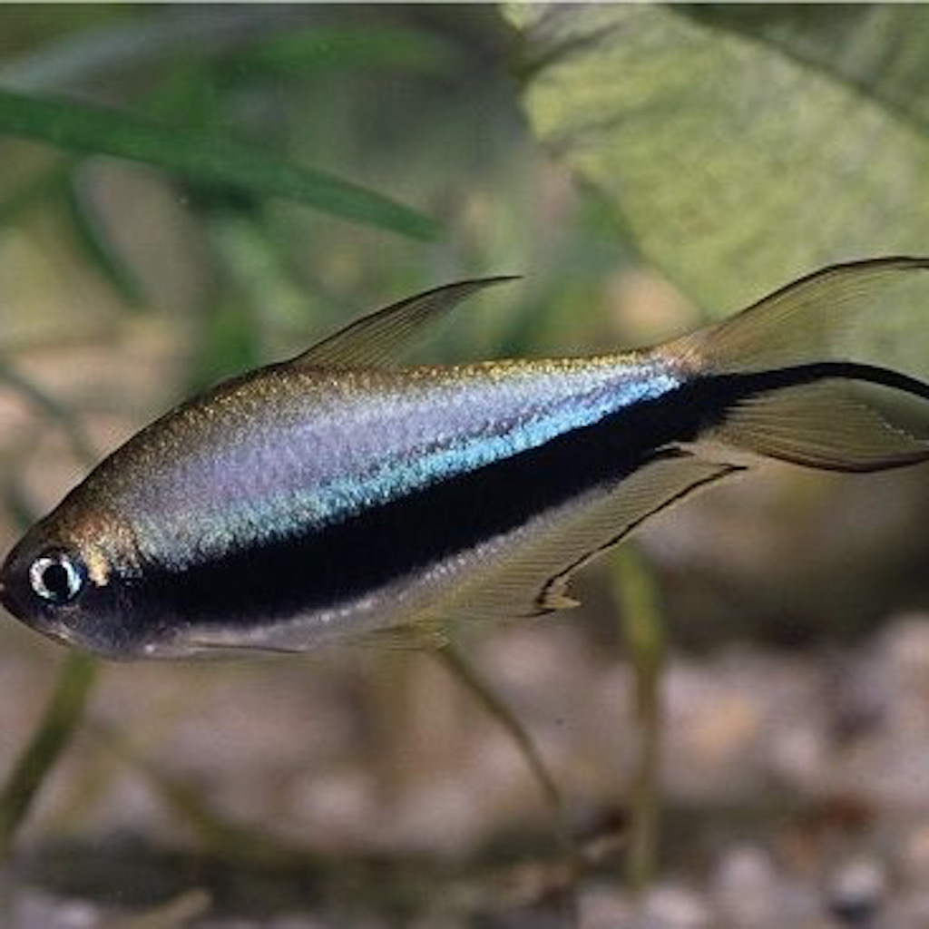 ТЕТРА ПАЛЬМЕРИ (Nematobrycon palmeri)