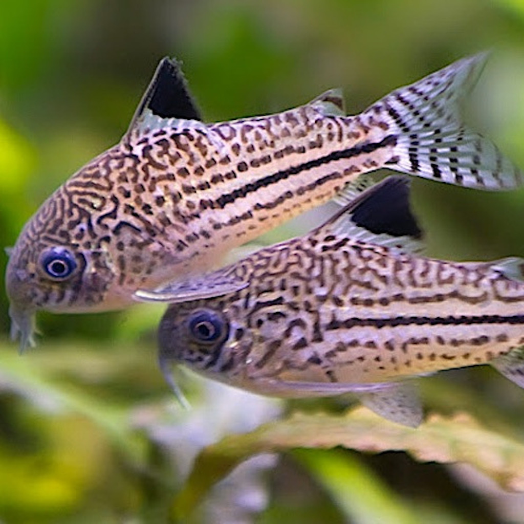 КОРИДОРАС ДЖУЛИ (Corydoras julii)