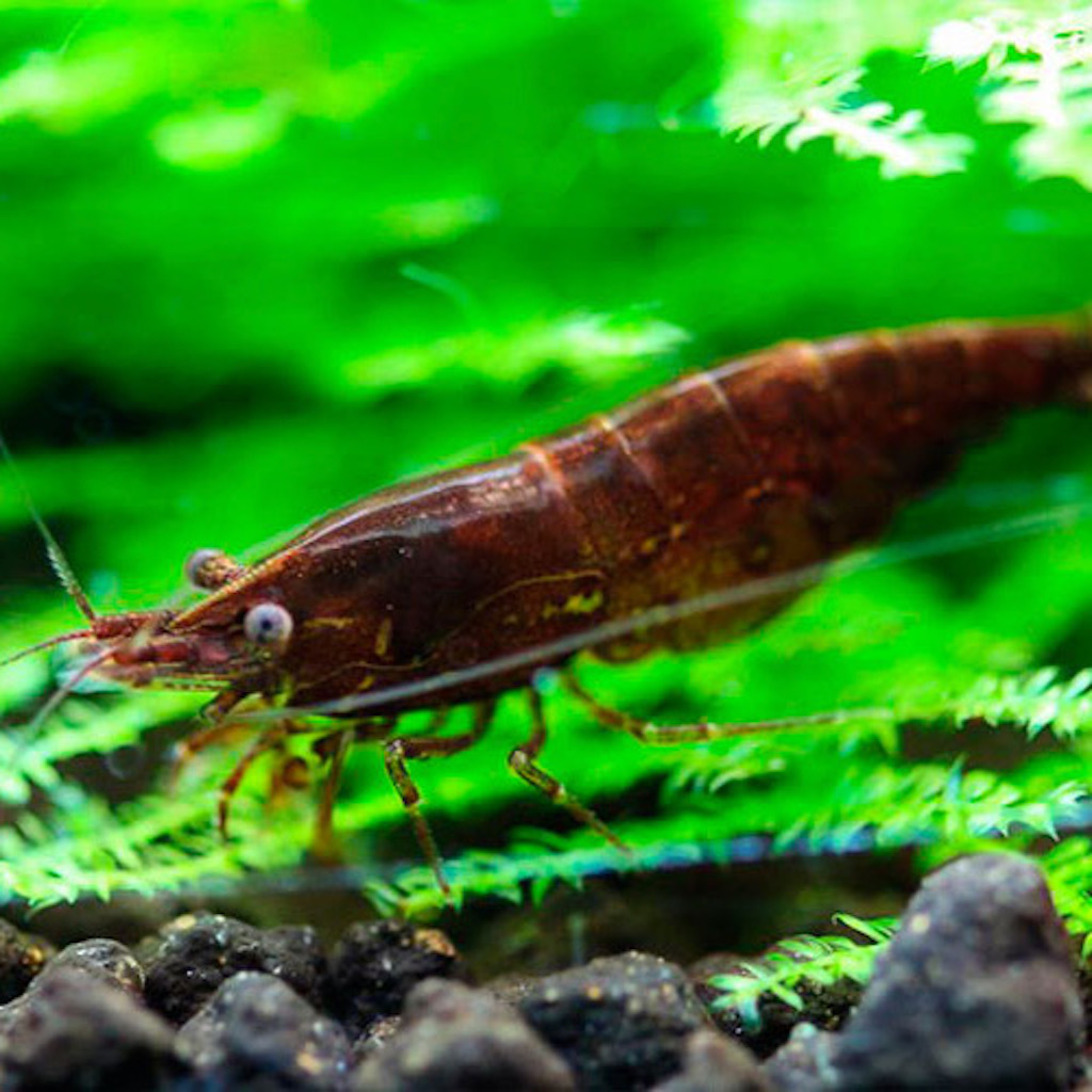 Креветка ШОКОЛАДНАЯ (Neocaridina Heteropoda Var. Chocolate)