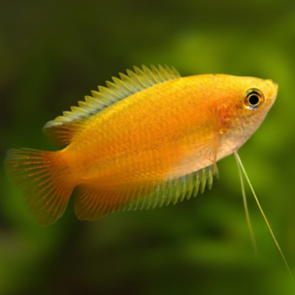 ГУРАМИ МЕДОВЫЙ (Trichogaster chuna)