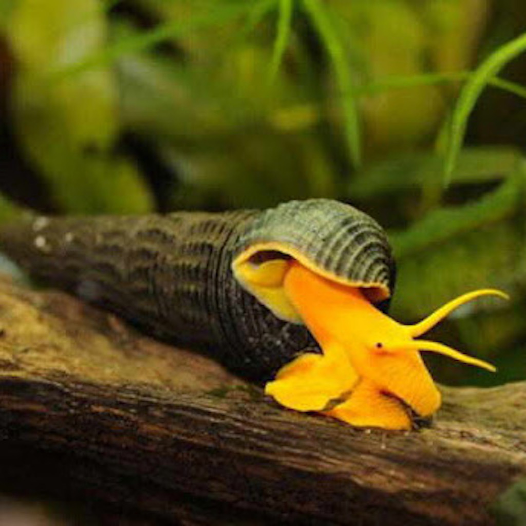 Улитка Тиломелания Кролик оранжевый (Tylomelania sp. Poso orange rabbit snail)