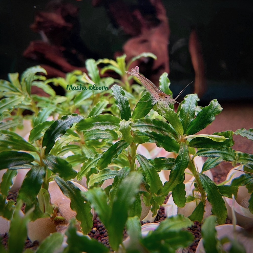 БУЦЕФАЛАНДРА БИБЛИС СКАЙ БЛЮ (Biblis Sky Blue) в горшке