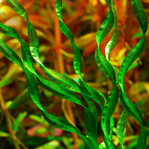 ЭХИНОДОРУС ВЕЗУВИЙ