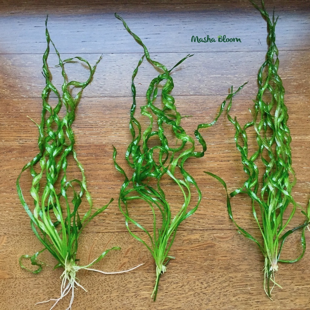 ЭХИНОДОРУС ВЕЗУВИЙ