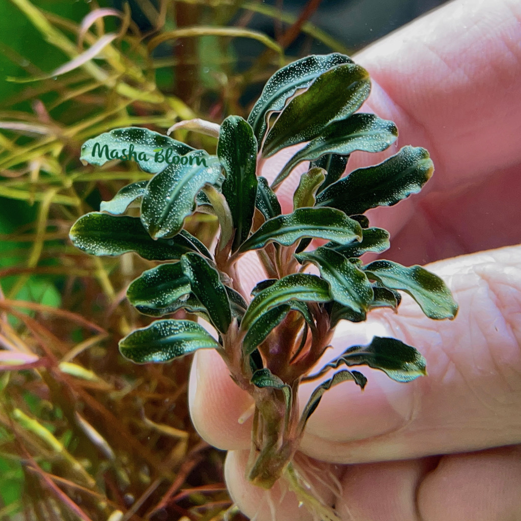 БУЦЕФАЛАНДРА ГРАППА РЕД (bucephalandra grappa red) на лаве