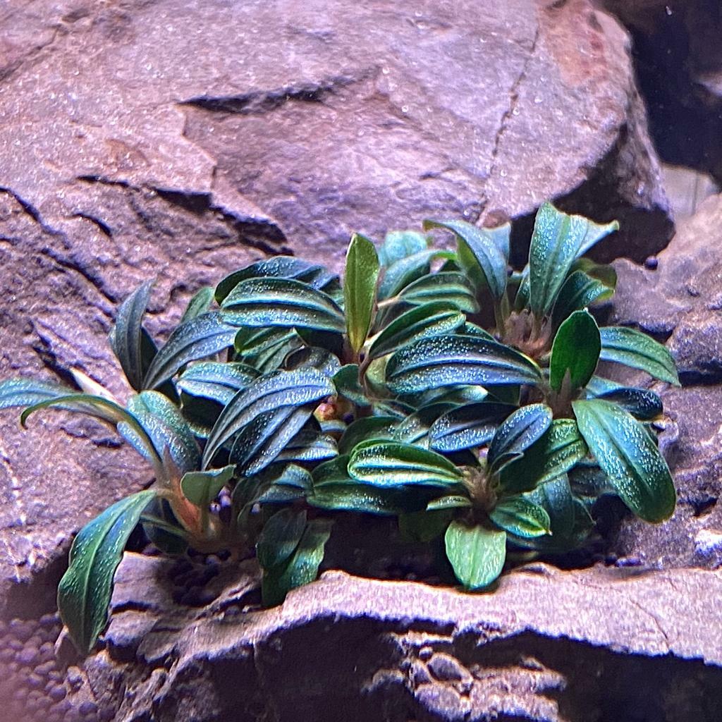 БУЦЕФАЛАНДРА КОРИЧНЕВАЯ АДИНДА (Bucephalandra Brownie Adinda) на лаве
