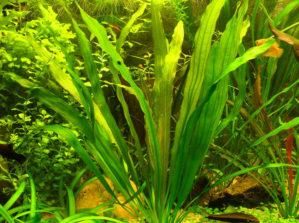 ЭХИНОДОРУС УРУГВАЙСКИЙ (Echinodorus uruguayensis)