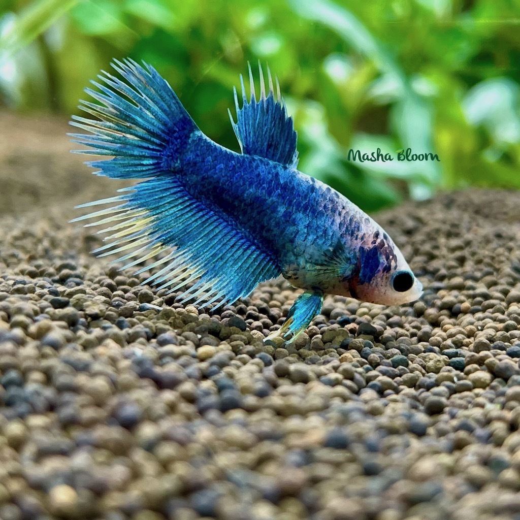 ПЕТУШОК АССОРТИ самка (Betta splendens)