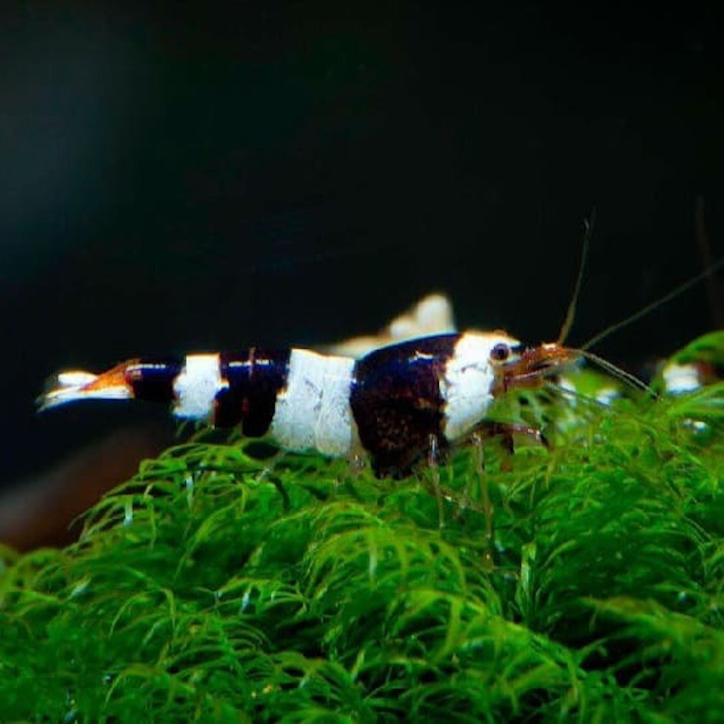 Креветка ЧЕРНЫЙ КРИСТАЛЛ (Caridina Crystal Black Shrimp)