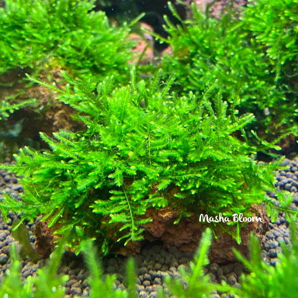 МОХ СПАЙКИ на лаве