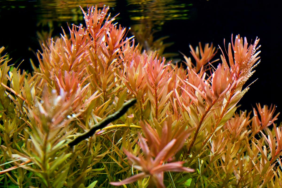 РОТАЛА ИНДИЙСКАЯ