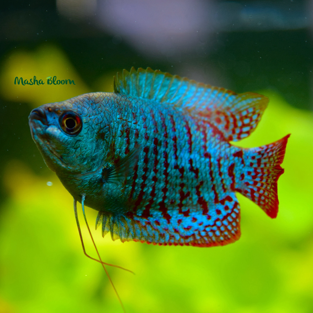 ЛЯЛИУС НЕОНОВЫЙ (Colisa lalia)