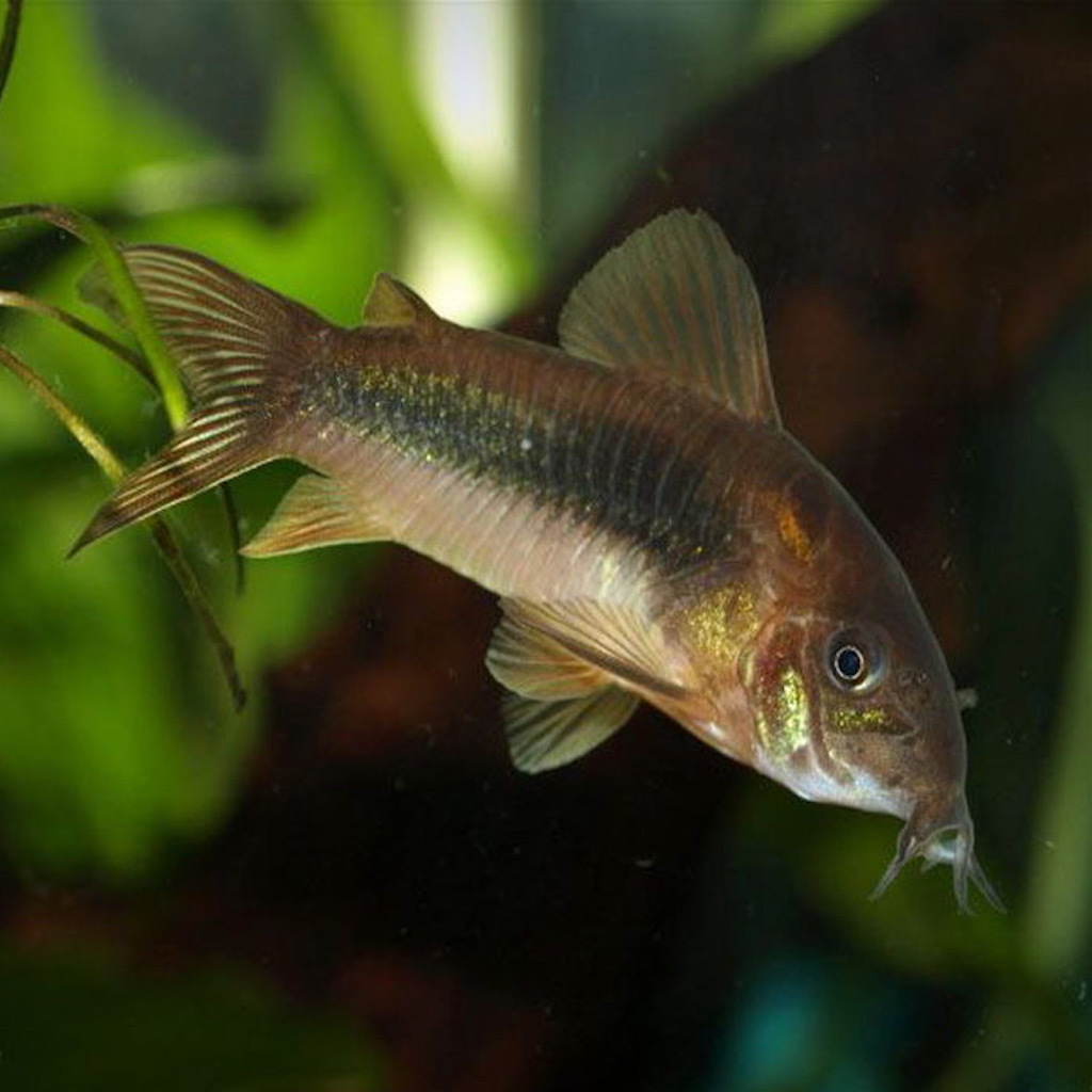 КОРИДОРАС ЗОЛОТИСТЫЙ (Corydoras aeneus)