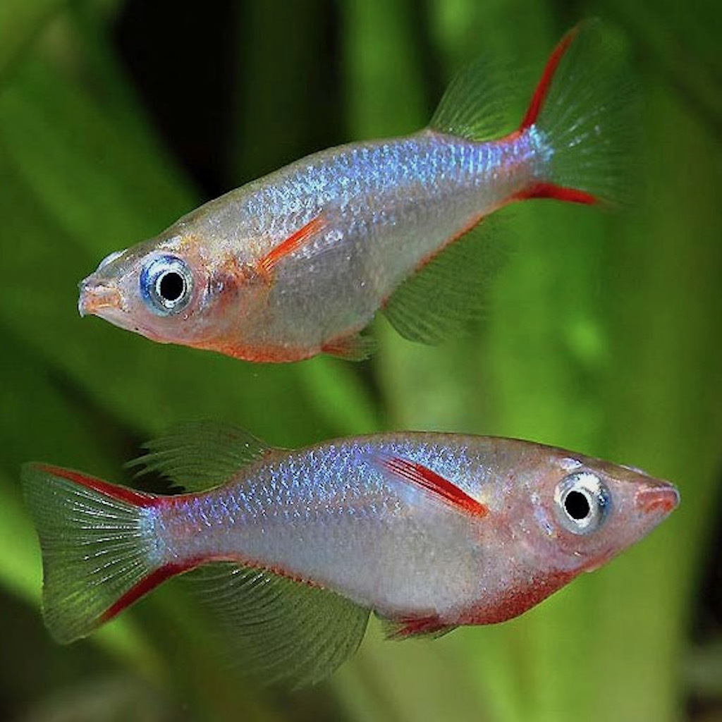 ОРИЗИАС ВОВОРА (Oryzias woworae)