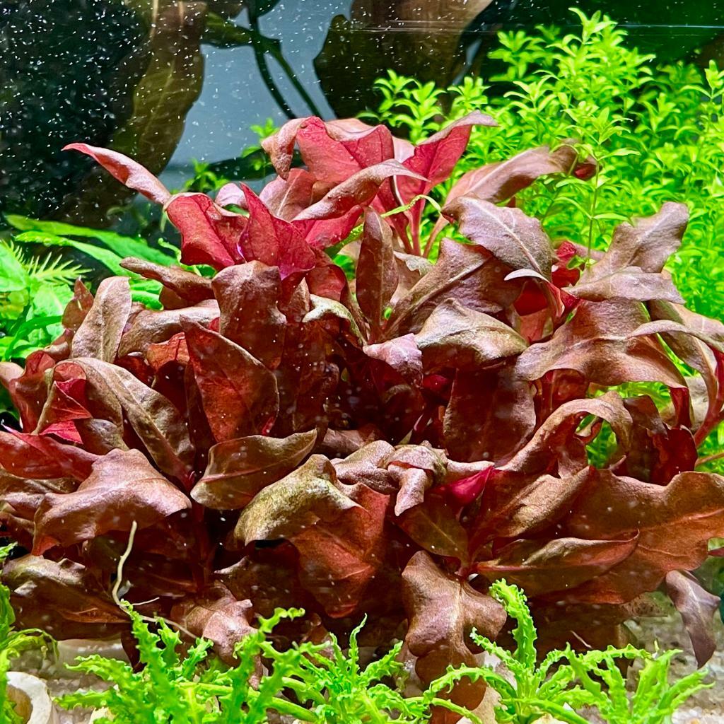 Альтернантера рейнеки розаэфолия (Alternanthera reineckii roseafolia)