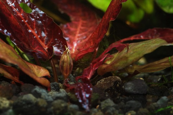 БАРКЛАЙЯ ДЛИННОЛИСТНАЯ КРАСНАЯ  (Barclaya longifolia "Red")