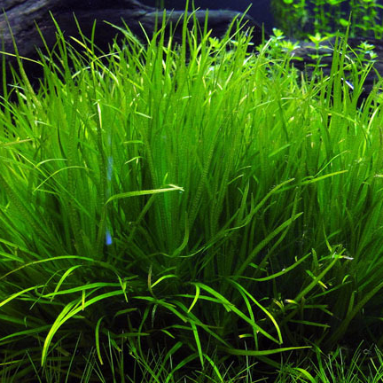 БЛИКСА ЯПОНСКАЯ  (Blyxa japonica)