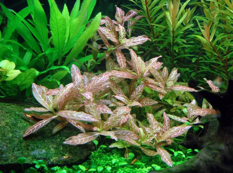 ГИГРОФИЛА  МНОГОСЕМЕННАЯ МРАМОРНАЯ (Hygrophila polysperma «Sunset)