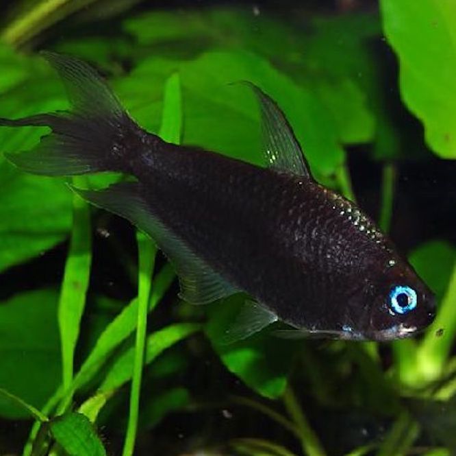 ТЕТРА ПАЛЬМЕРИ ЧЕРНАЯ (Nematobrycon palmeri  var. Black)