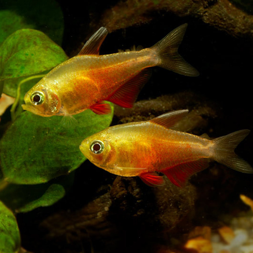 ТЕТРА ФОН РИО  (Hyphessobrycon flammeus)