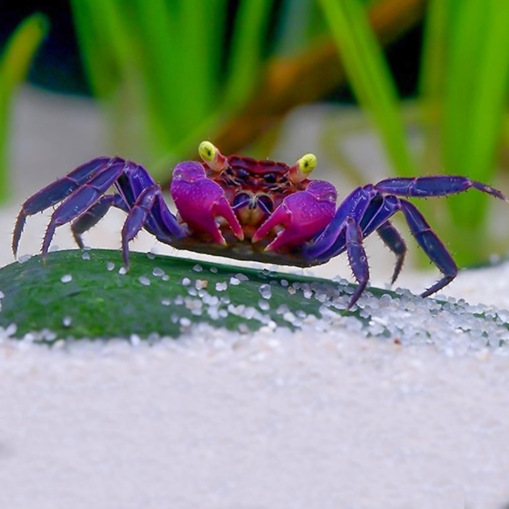 Краб ВАМПИР ПУРПУРНЫЙ  (Geosesarma dennerle (bicolor))