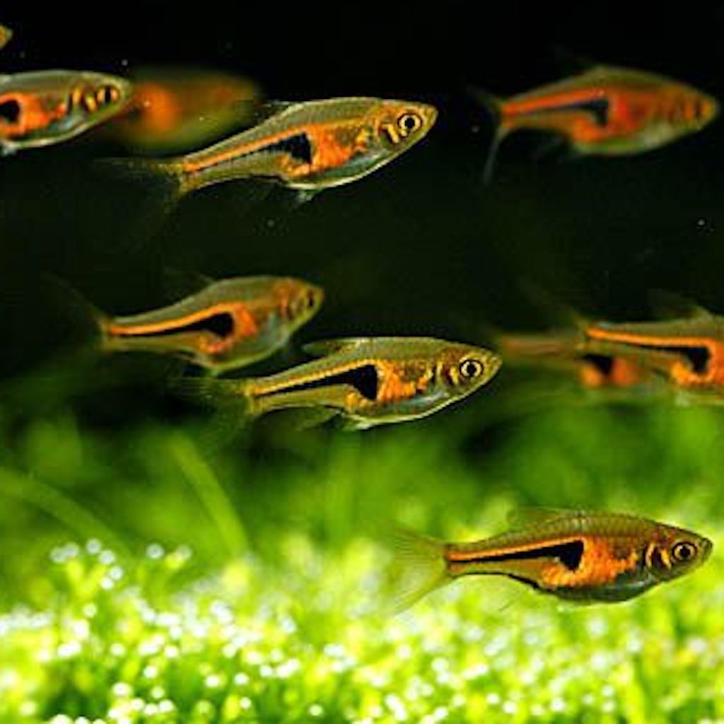 РАСБОРА ХЕНГЕЛЯ (Trigonostigma hengeli)