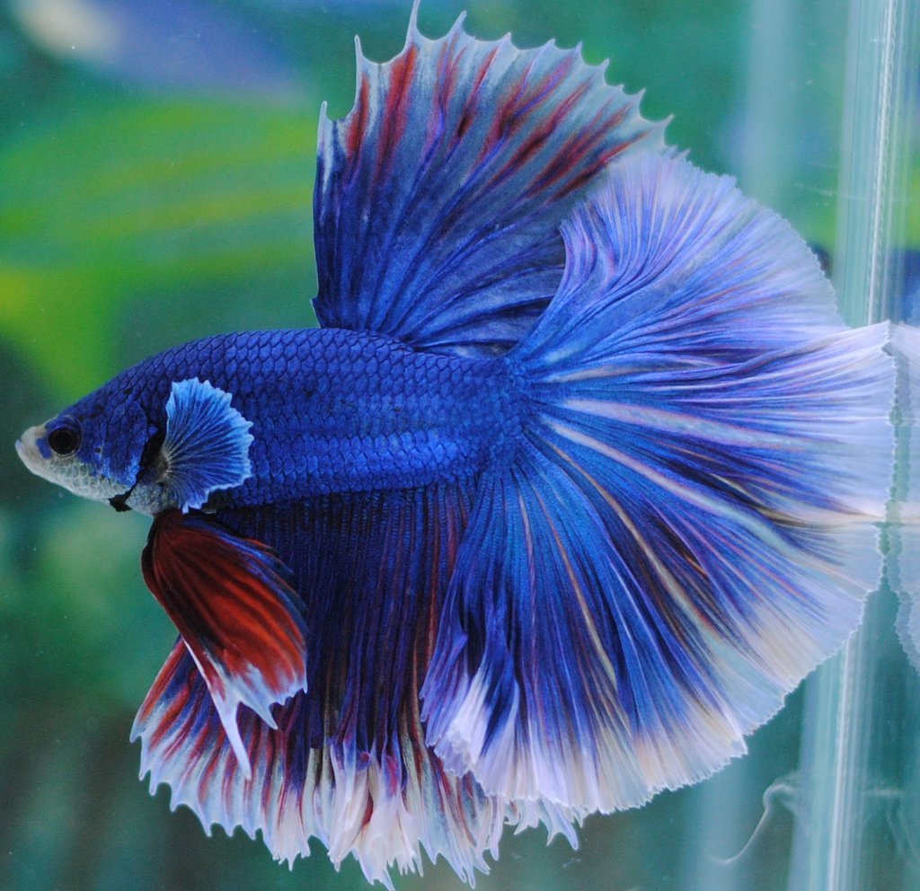 ПЕТУШОК СЛОНОВЬЕ УХО (Betta splendens var.)
