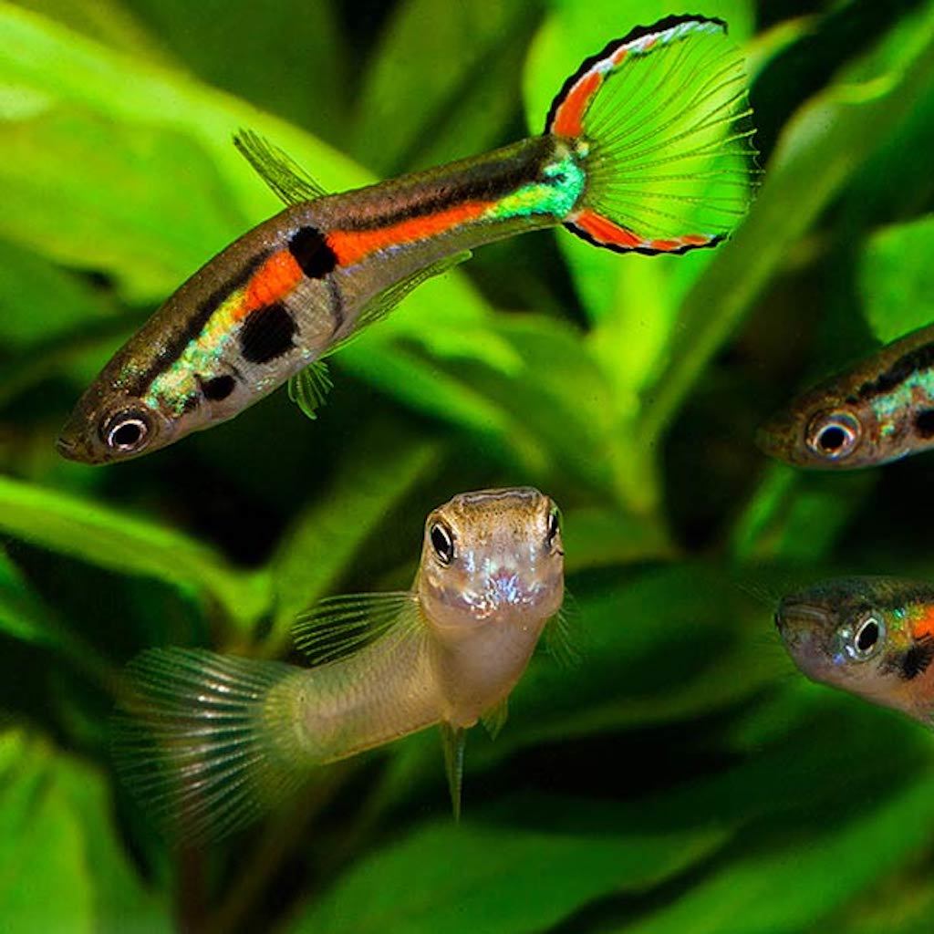 ГУППИ ЭНДЛЕРА (Poecilia wingei)