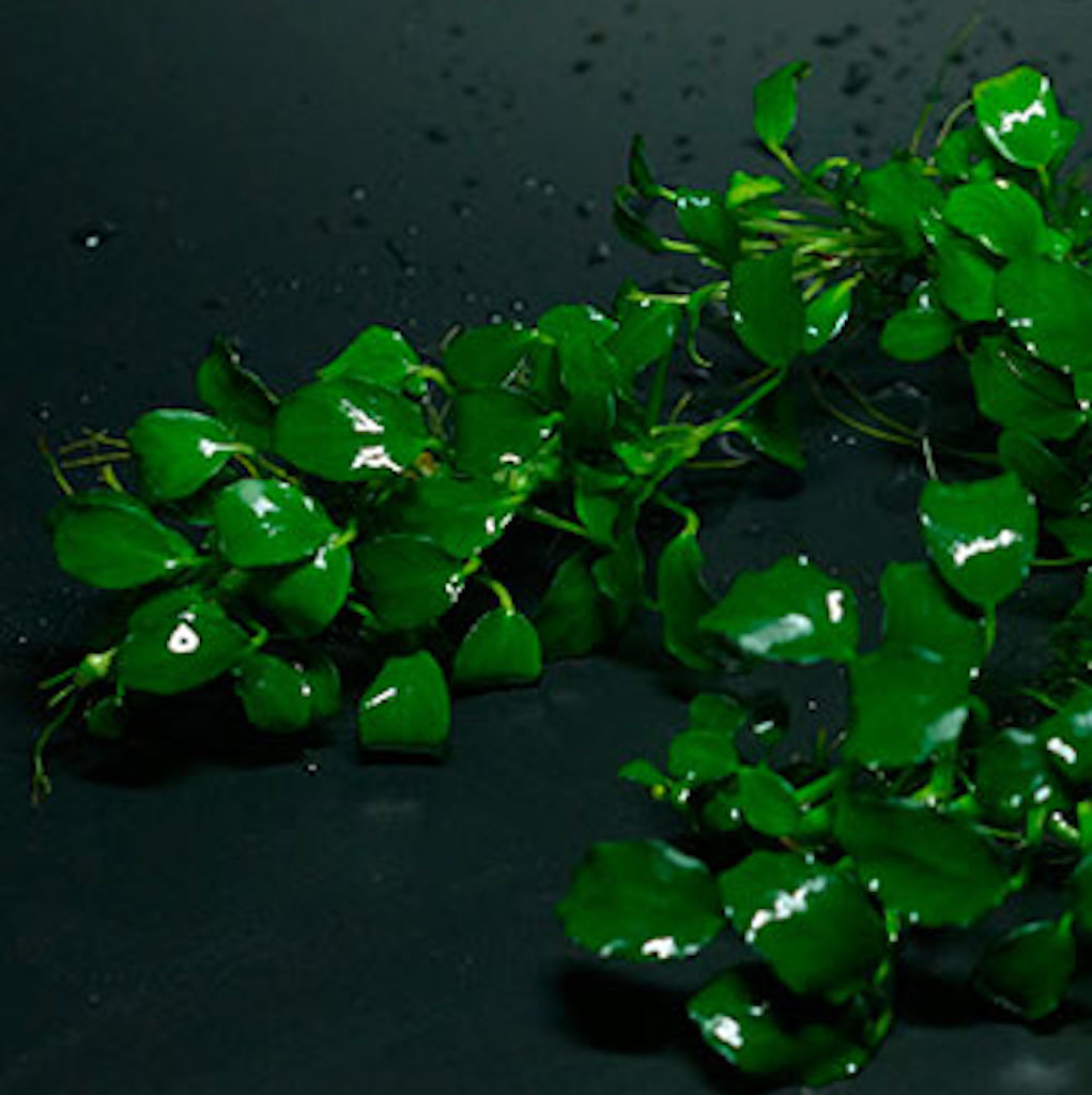 Анубиас нана Бонсай (Anubias barteri var. nana Bonsai)